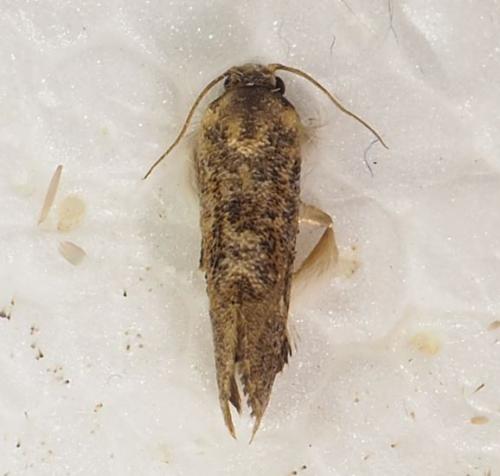 Acrolophinae